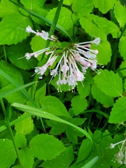Valeriana pauciflora
