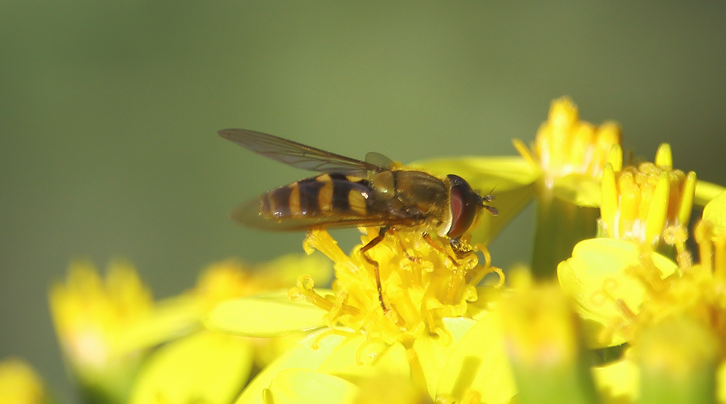 Eupeodes rojasi