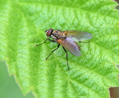 Hydrophoria lancifer