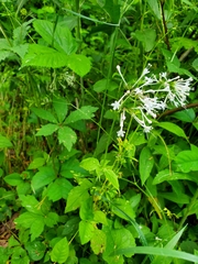 Valeriana pauciflora