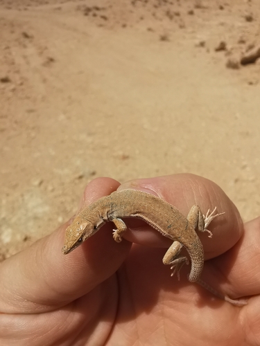 Desert Lacerta