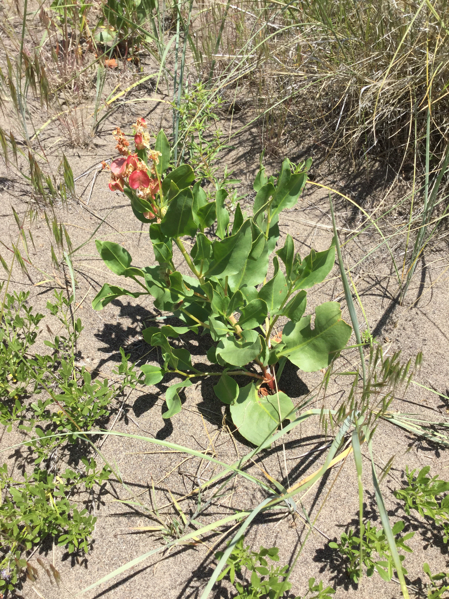 Rumex venosus