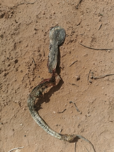 Eastern Montpellier Snake