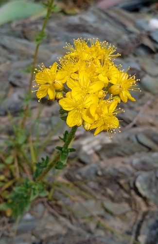 Image of Hypericum scabrum by (c) Igor Karyakin, some rights reserved (CC BY)