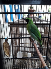 Chloropsis sonnerati