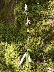 Ophrys lunulata