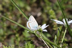 Plebejus idas