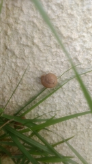 Bradybaena similaris