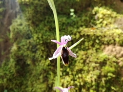 Ophrys lunulata