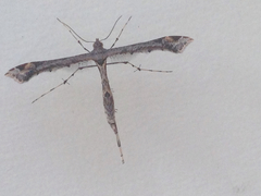 Anstenoptilia marmarodactyla