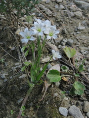 Gagea graeca