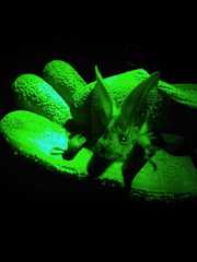 Macrotus waterhousii