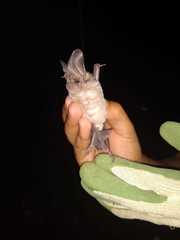 Macrotus waterhousii