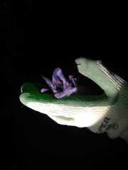 Macrotus waterhousii