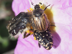 Blitopertha lineolata