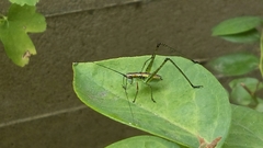 Scudderia