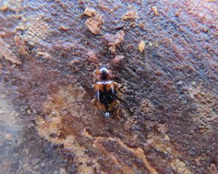 Phymaphora pulchella