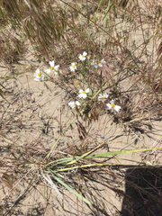Layia glandulosa