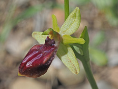 Ophrys sphegodes gortynia