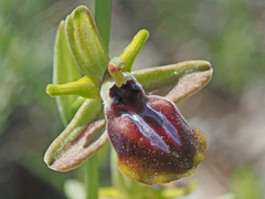 Ophrys sphegodes gortynia