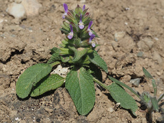 Salvia viridis