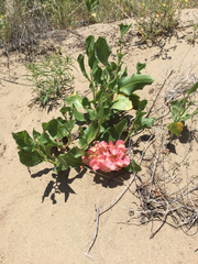 Rumex venosus