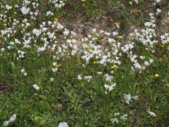 Gagea graeca
