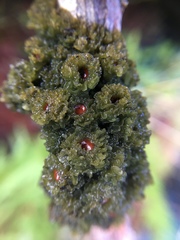 Leptogium phyllocarpum