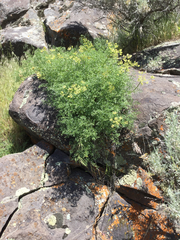 Lomatium dissectum