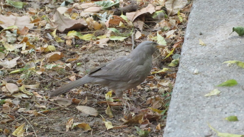 Jungle Babbler (Argya striata), photo 8