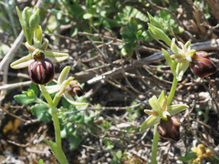Ophrys sphegodes cretensis