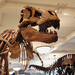 Saurischian Dinosaurs - Photo (c) Killdevil, some rights reserved (CC BY-SA)