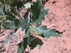 Quercus welshii