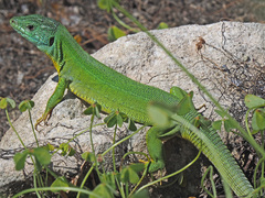 Lacerta trilineata polylepidota