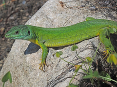 Lacerta trilineata polylepidota