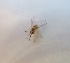 Phthiriinae