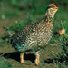 Columbian Sharp-tailed Grouse - Photo Richard Hoffman, no known copyright restrictions (public domain)