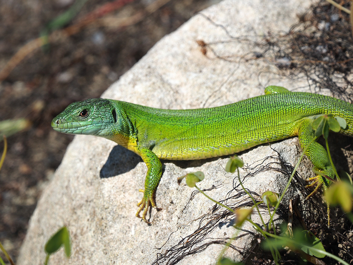 Subspecies Lacerta trilineata polylepidota · iNaturalist