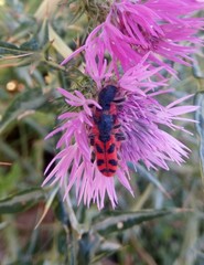 Trichodes umbellatarum