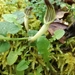 Aristolochia clusii - Photo (c) Giuseppe Buscemi, some rights reserved (CC BY-NC), uploaded by Giuseppe Buscemi