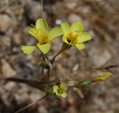 Leptosiphon chrysanthus