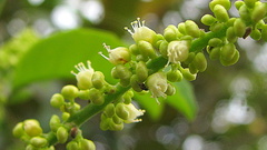 Allophylus laevigatus