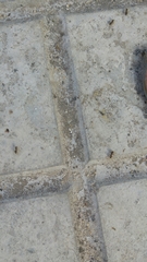 Lasius