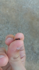 Camponotus sylvaticus