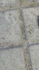 Lasius