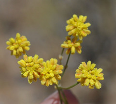 Eriogonum pusillum