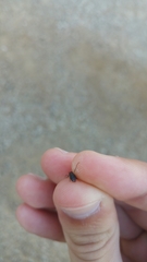 Camponotus sylvaticus