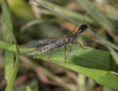 Xanthostigma xanthostigma