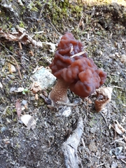 Gyromitra esculenta
