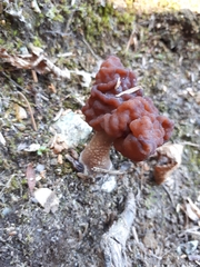 Gyromitra esculenta